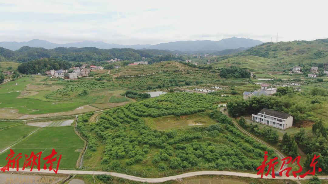 邵东市简家陇镇:桃子喜获丰收 助力乡村振兴_邵阳头条网